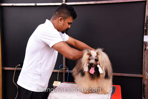 Canine Show